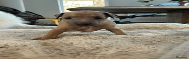 Italian Greyhound Puppy 1