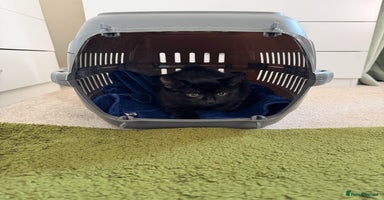 Mixed Breed cats - Advert 10