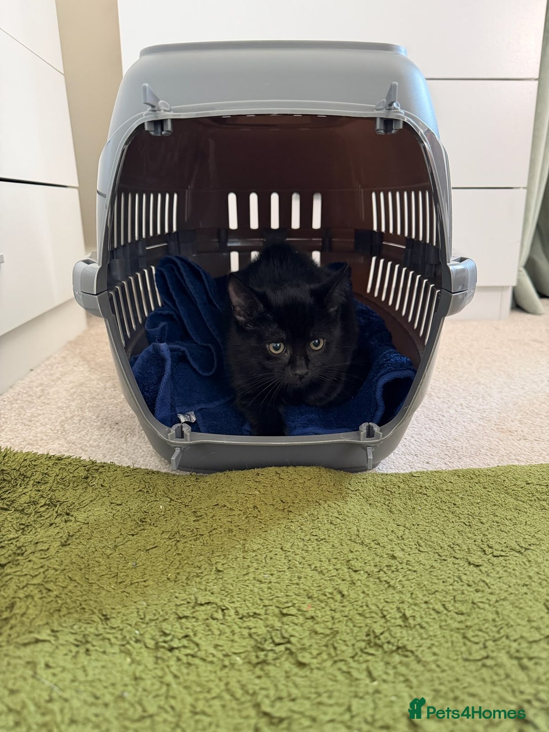Mixed Breed cats for sale: Adorable black kitten looking for a loving home - Image 2