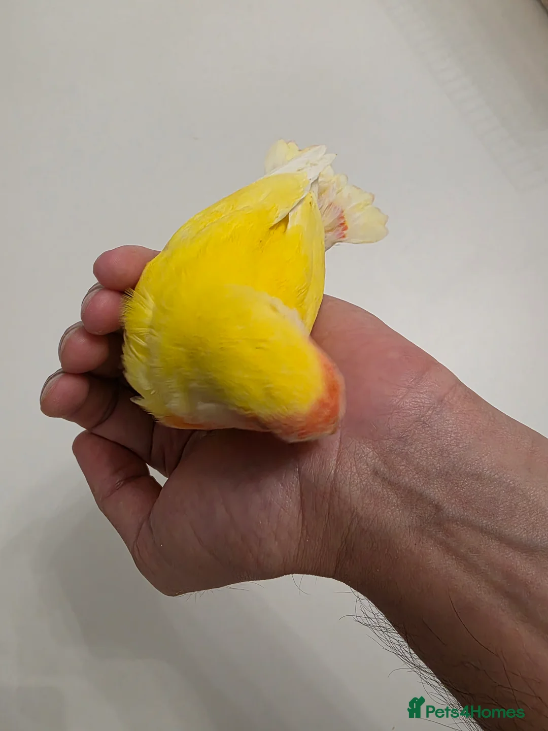 Lovebirds birds for sale: Super Tame, Hand-reared Baby Lovebirds - Advert 2