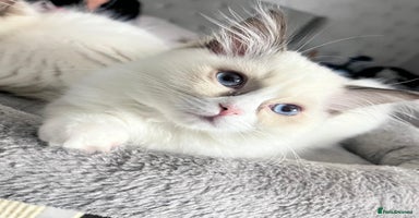 Ragdoll cats 🩵 Beautiful Ragdoll Kittens Ready at 12 Weeks! 🩵 - Advert 1