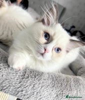 Ragdoll cats 🩵 Beautiful Ragdoll Kittens Ready at 12 Weeks! 🩵 - Advert 1