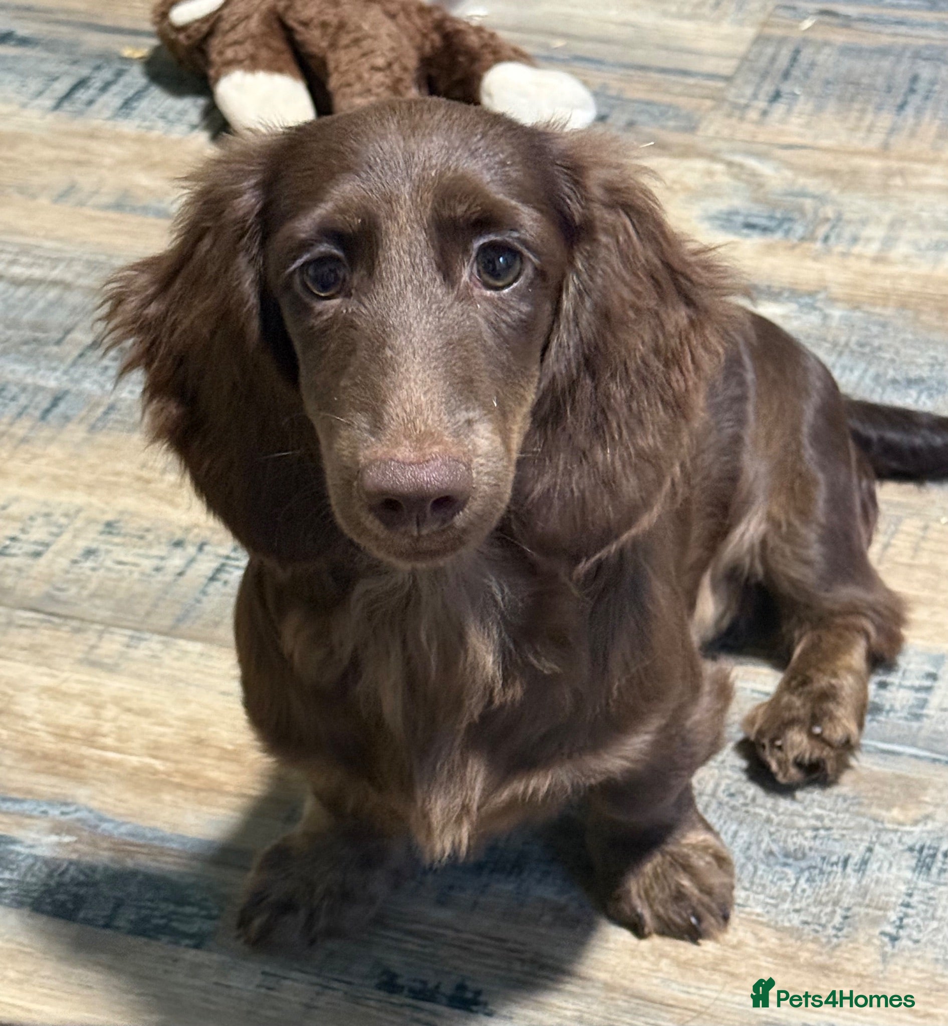 Miniature Dachshund dogs for sale: KC Registered Miniature Dachshunds at Westfena  - Advert 4