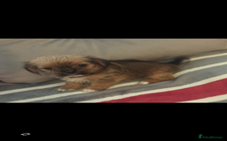 Shorkie dogs for sale: Shorkie puppies for sale - Image 4