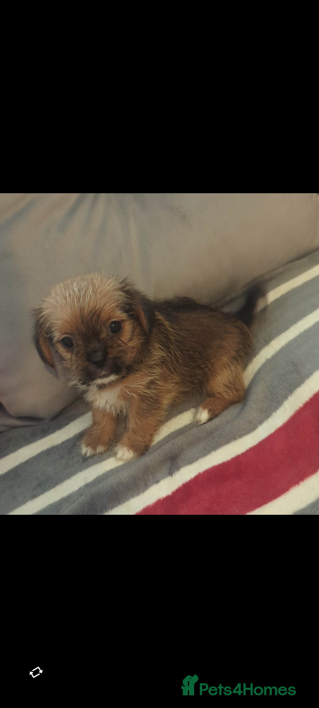 Shorkie dogs for sale: Shorkie puppies for sale - Image 4