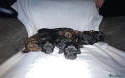 Cockapoo dogs for sale: READY TO LEAVE COCKAPOO PUPPIES - Image 2