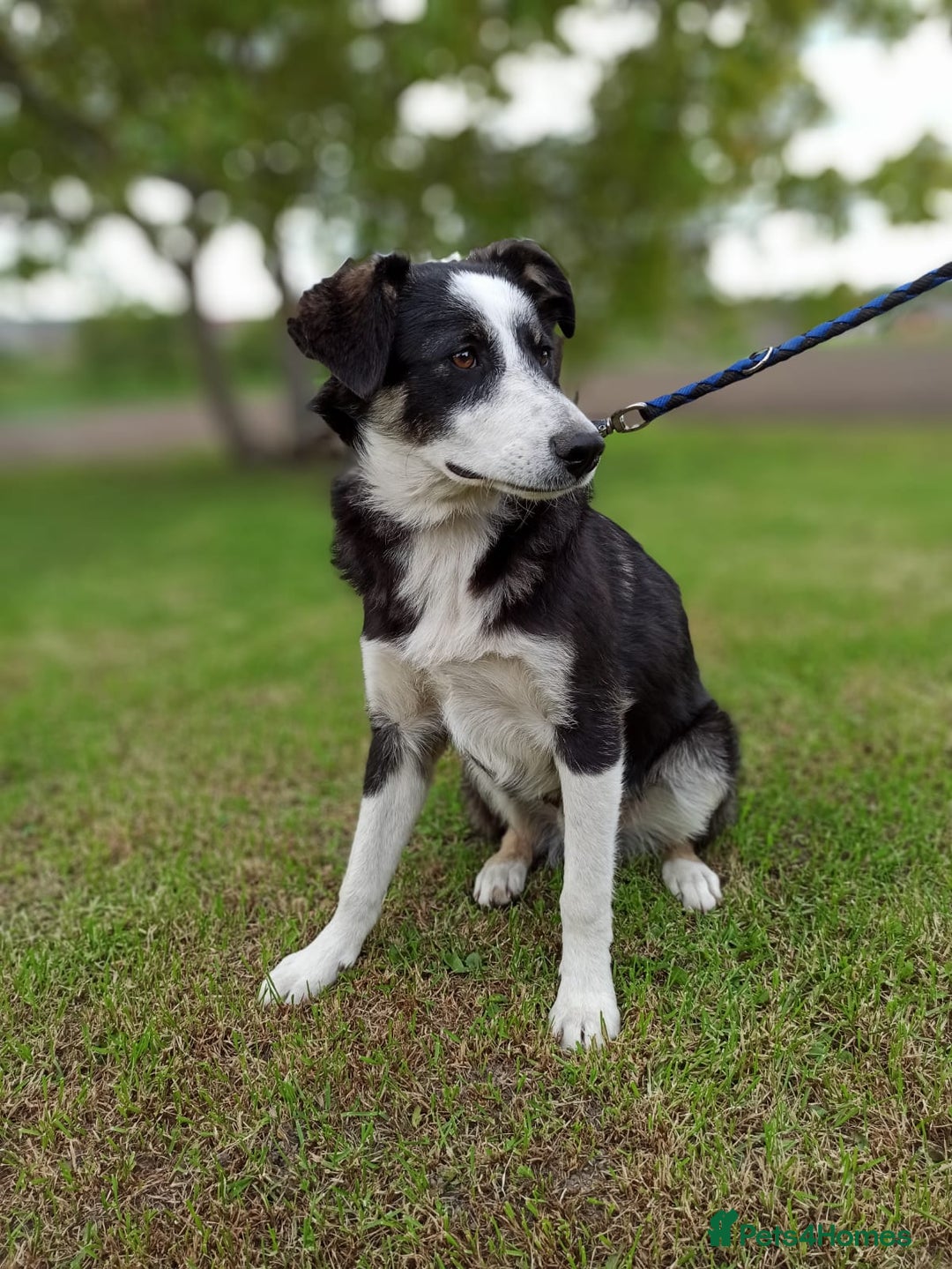 Mixed Breed dogs for adoption: 💙BENNY💙 – Dreams of His First Birthday at Home - Advert 22