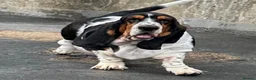 Basset Hound dogs for sale: Need a loving home for our girl basset hound❤️ - Advert 4
