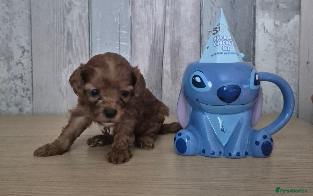 Cavapoo dogs for sale: TINY TOY CAVAPOO HEALTH TESTED  - Advert 5