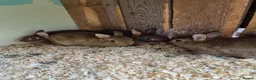Netherland Dwarf rabbits for sale: 4 baby Netherland dwarf rabbits for sale £50 each  in Manchester - Advert 8