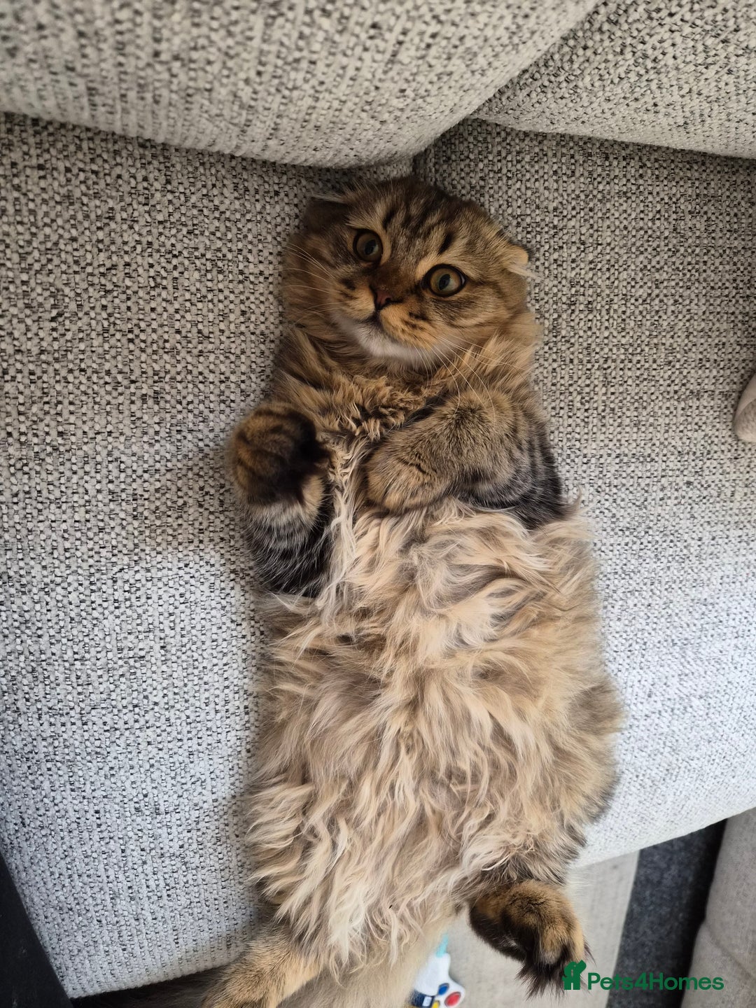 Scottish Fold cats for sale: Beautiful Scottish fold kitten  - Image 1