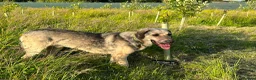 Mixed Breed dogs for adoption: SWEET OSCAR READY FOR HIS FOREVER FAMILY - Advert 7