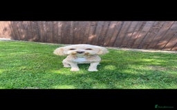 Cavapoo dogs for sale: F1B Cavapoo waiting list  - Image 2