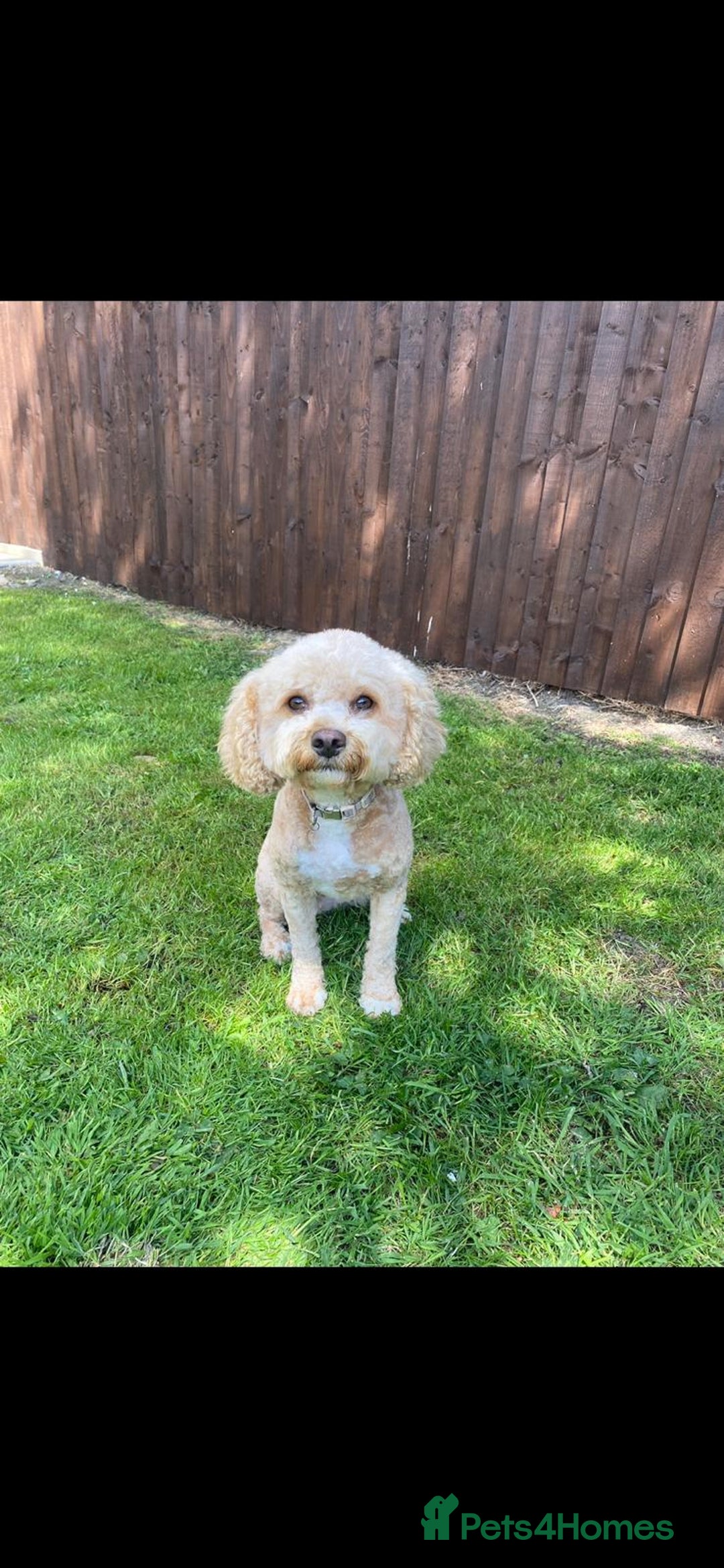 Cavapoo dogs for sale: F1B Cavapoo waiting list  - Image 2