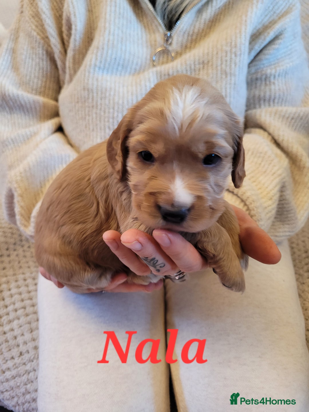 Cocker Spaniel dogs for sale: Gorgeous litter of cocker spaniels - Advert 12