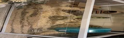 Gerbil rodents for sale: 3 gerbils  - Advert 2