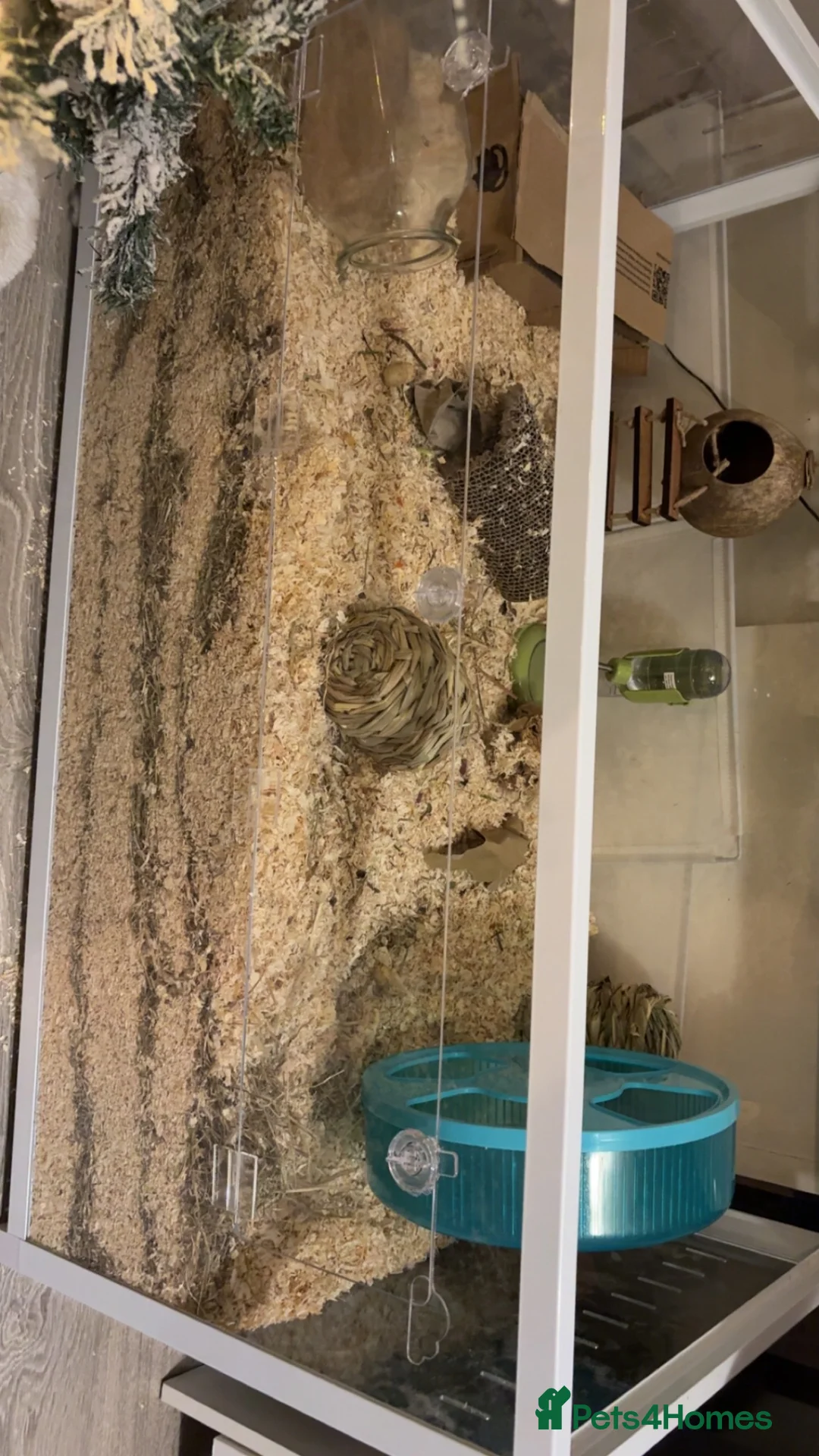 Gerbil rodents for sale: 3 gerbils  - Advert 2