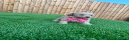 Cockapoo dogs for sale: 🐾 Adorable F1BB Teddy bear toy cockapoos 🐾 - Advert 37