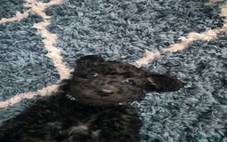 Goldendoodle dogs for sale: Ready Now ! F1B Standard Goldendoodle!  - Image 7
