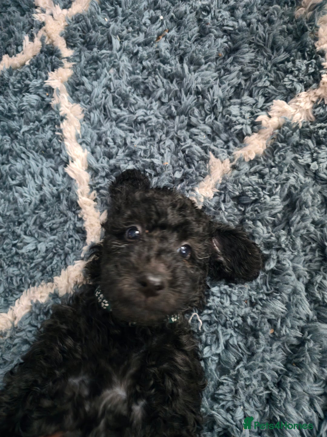 Goldendoodle dogs for sale: Ready Now ! F1B Standard Goldendoodle!  - Image 7