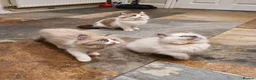 Ragdoll cats for sale: Beautiful GCCF Registered Ragdoll Kittens. - Advert 3