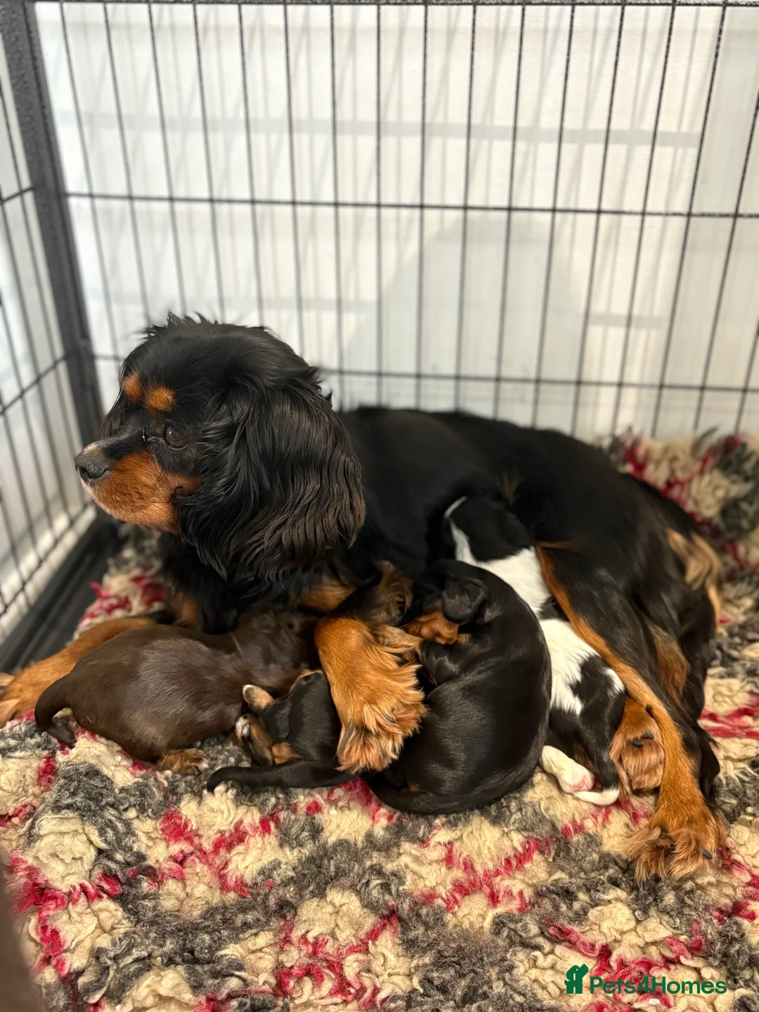 Cavalier King Charles Spaniel dogs for sale: 1 tri girl left - kc & health tested parents ❤️ - Advert 10