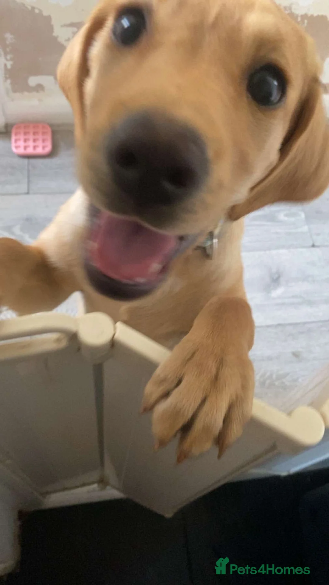 Labrador Retriever dogs for sale: Red fox Labrador - Advert 6