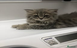 British Longhair cats for sale: Kitten for sale - Image 2