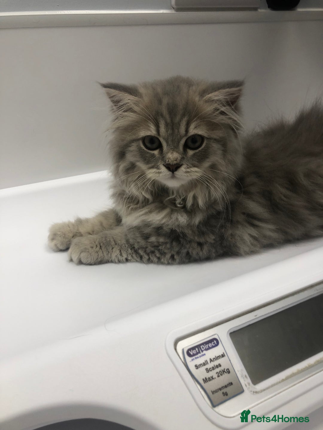 British Longhair cats for sale: Kitten for sale - Image 2