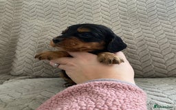 Cocker Spaniel dogs for sale: Working cocker spaniel puppies  - Image 14