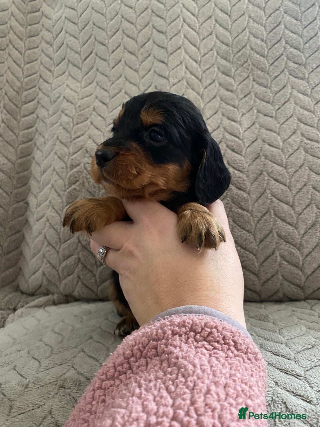 Cocker Spaniel dogs for sale: Working cocker spaniel puppies  - Image 14
