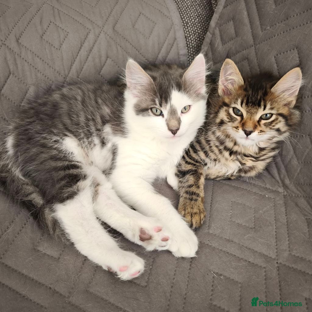 Domestic Shorthair cats Graceful and playful brothers - Advert 15