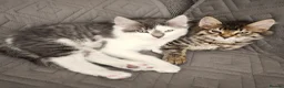 Domestic Shorthair cats for sale: Graceful and playful brothers - Advert 1