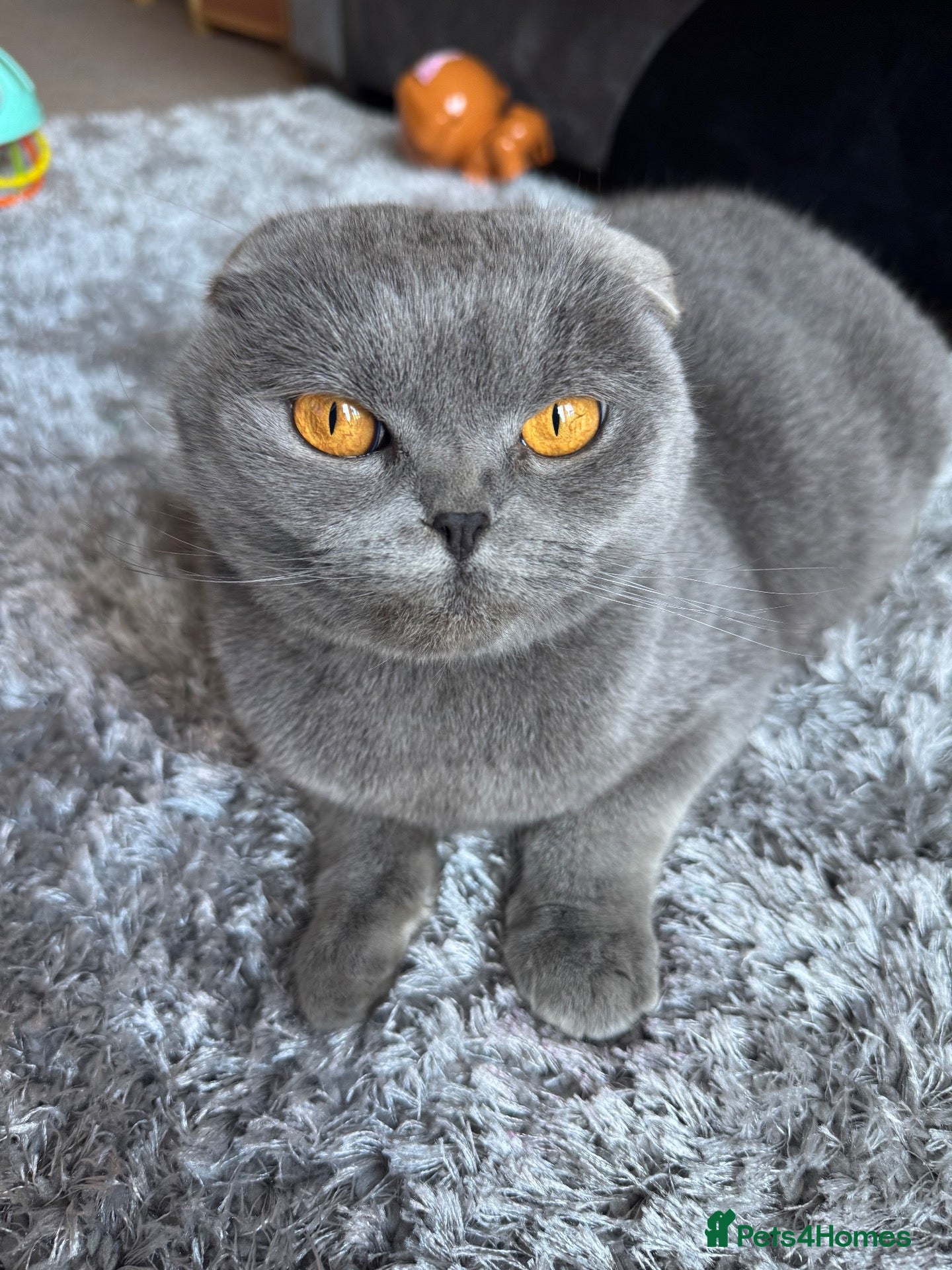 Mixed Breed cats British and Scottish fold - Advert 1