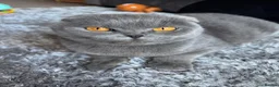 Mixed Breed cats for sale: British and Scottish fold - Advert 1
