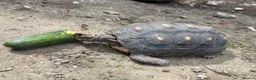 Tortoise reptiles for sale: Female Redfoot tortoise - Advert 9