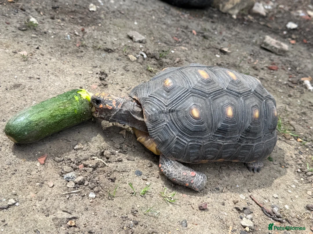 Tortoise reptiles for sale: Female Redfoot tortoise - Advert 9