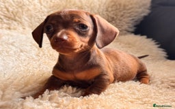 Miniature Dachshund dogs for sale: BEAUTIFUL MINI DACHSHUND PUPPIES  - Image 11
