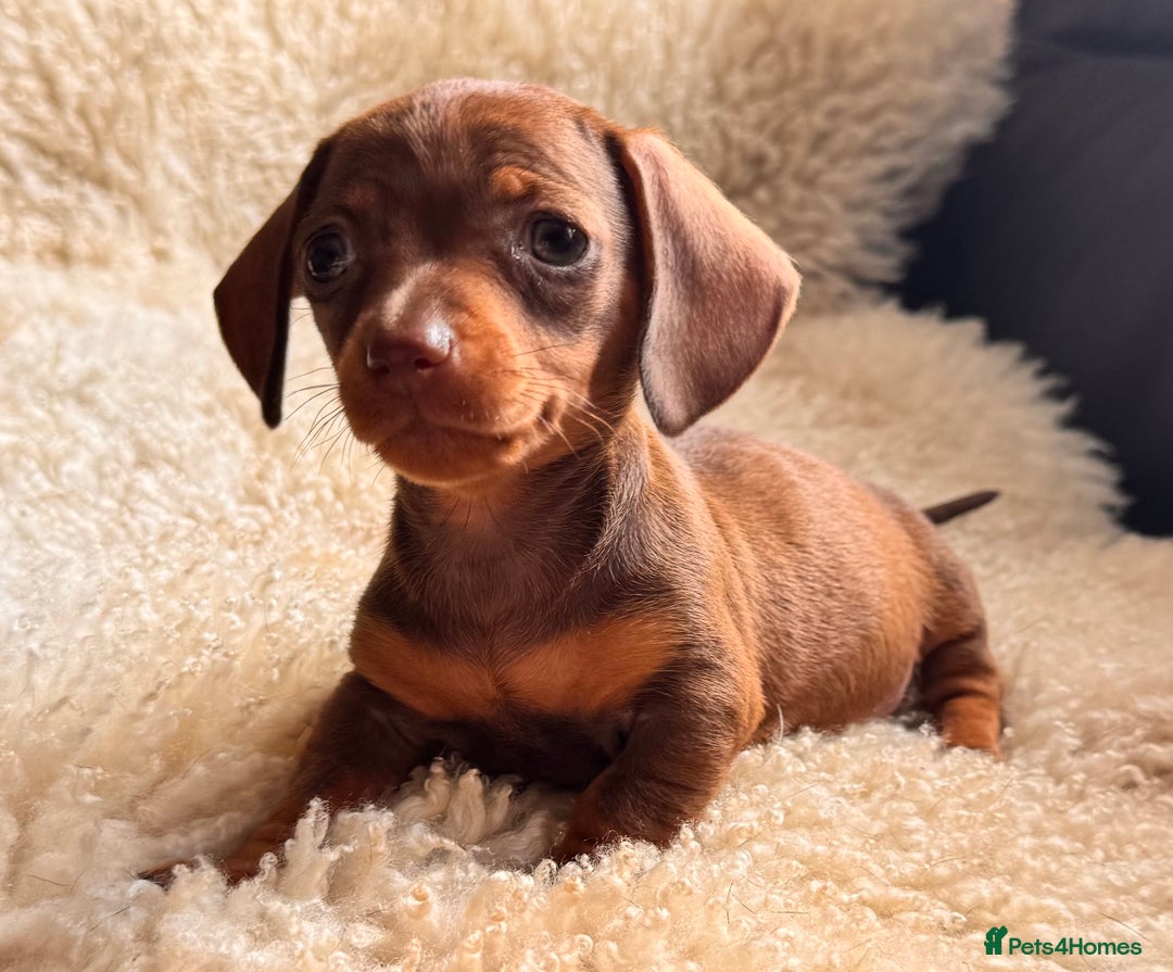 Miniature Dachshund dogs for sale: BEAUTIFUL MINI DACHSHUND PUPPIES  - Image 11