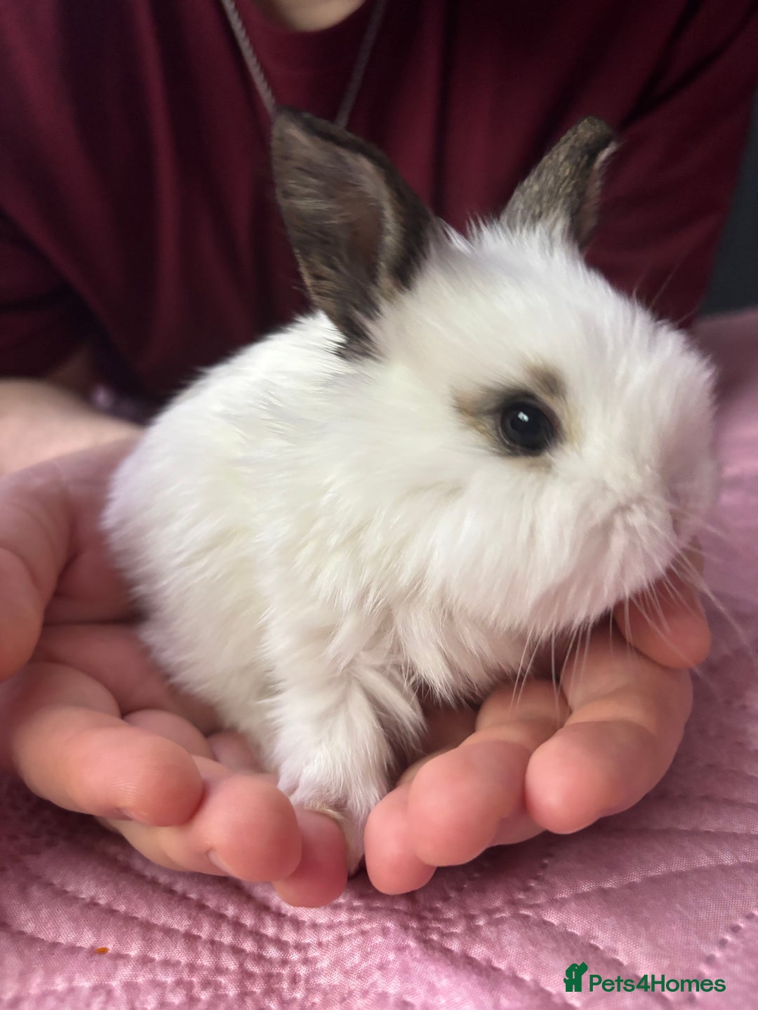 Mixed Breed rabbits for sale: 7 Gorgeous mixed dwarf hotot minilops  - Advert 8