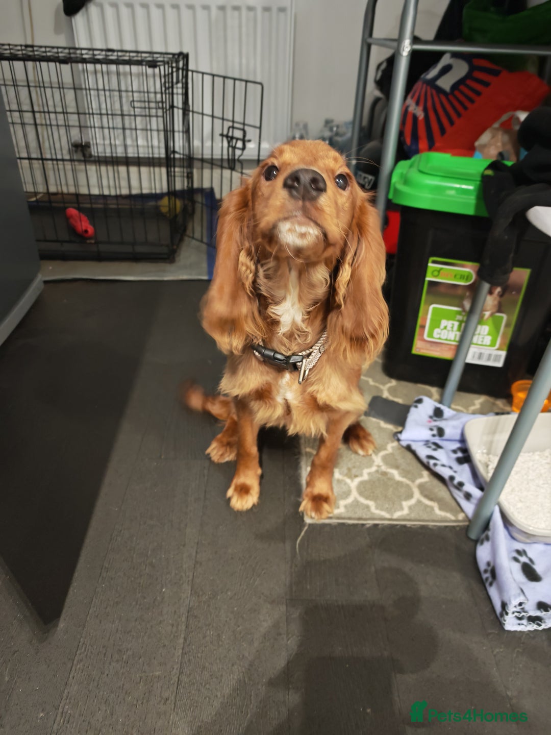 Cocker Spaniel dogs for sale: Cocker spaniel  - Advert 2