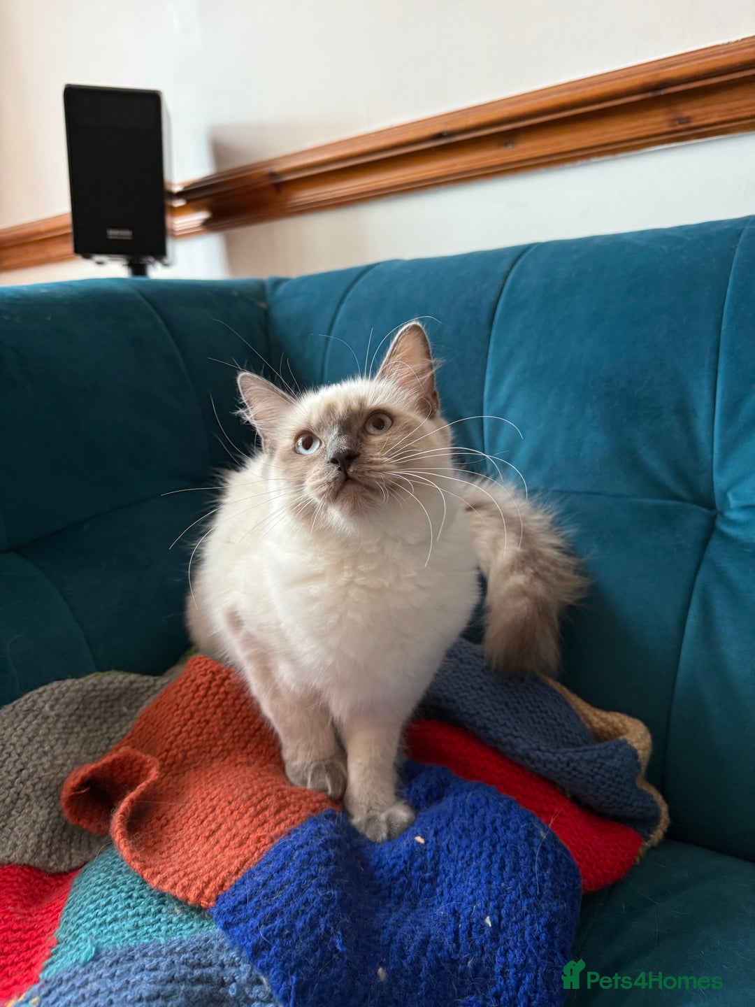 Ragdoll cats for sale: Ragdoll kittens for sale  - Image 29