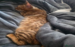 Bengal cats for sale: Stunning bengal female cat 1 year old 🐈  - Image 8