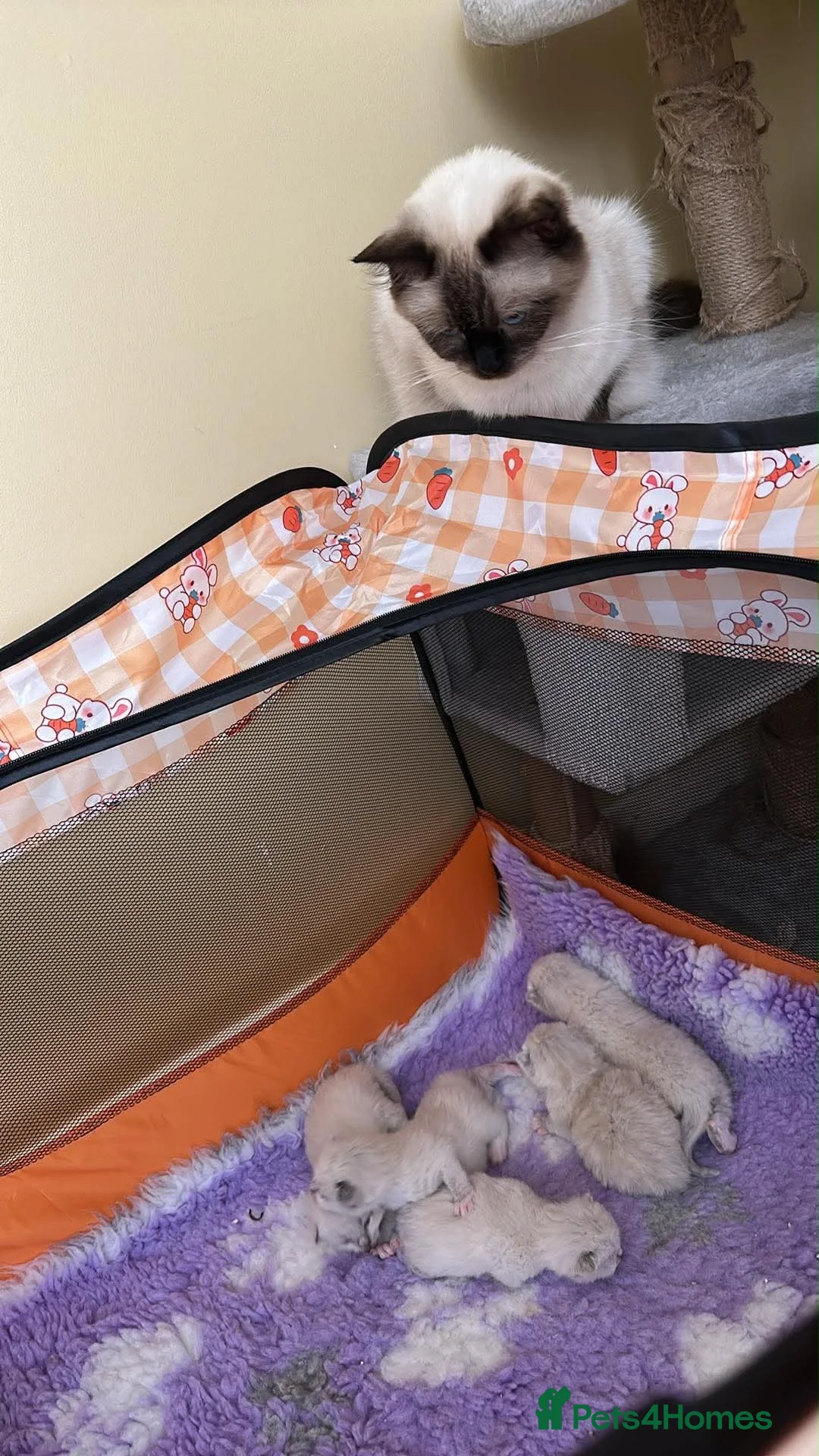 Ragdoll cats for sale: 💜 Beautiful Ragdoll Heritage Kittens 💜 - Advert 9