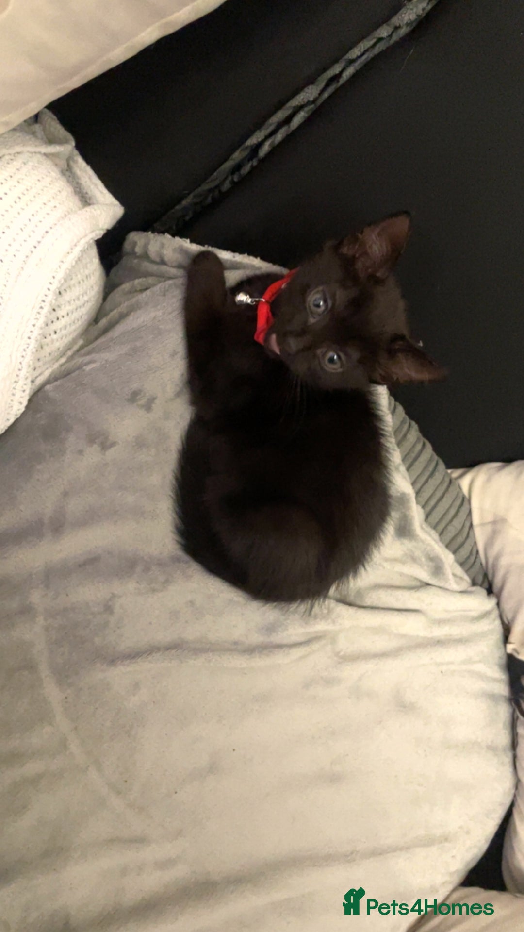 Mixed Breed cats for sale: Kitten - Advert 4