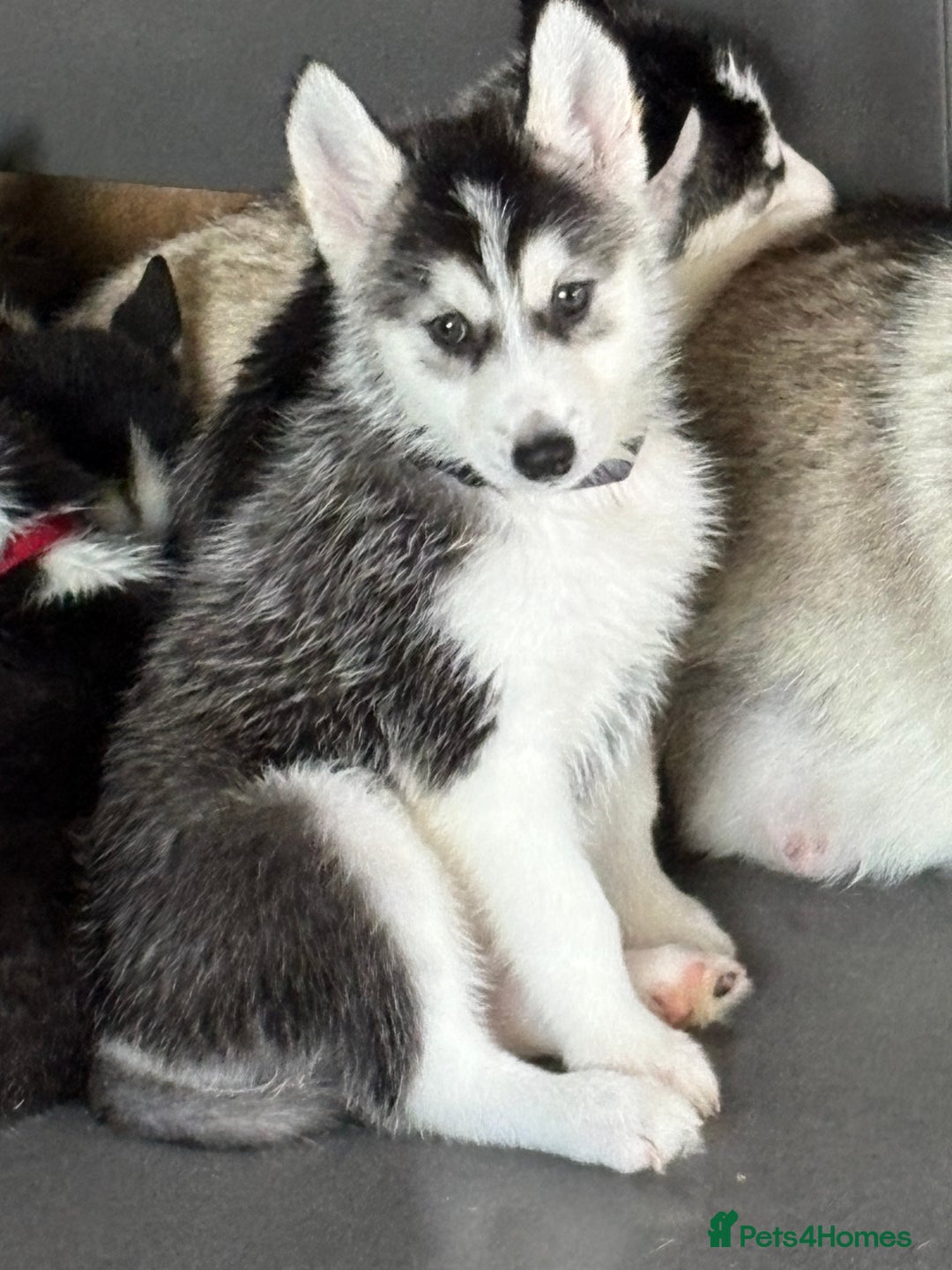 Siberian Husky dogs for sale: Siberian huskies 4 girls and 1 boy - Advert 2