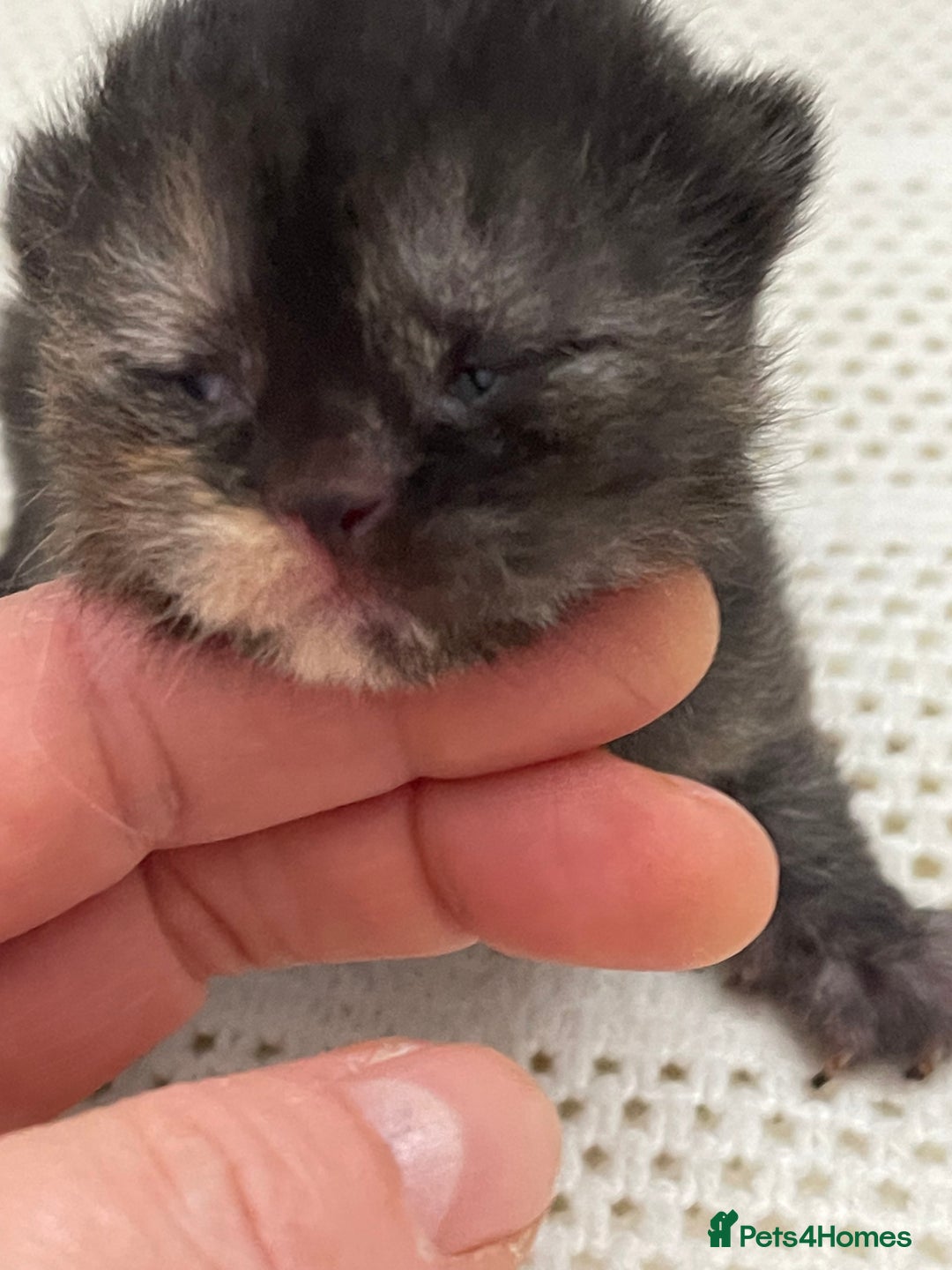 British Shorthair cats for sale: Exceptional litter of GCCF British shorthairs - Advert 7