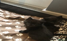 British Shorthair cats for sale: STUNNING AND LOVING BSH x DSH KITTENS - Image 31