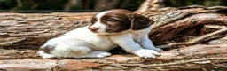 English Springer Spaniel dogs for sale: KC Registered English Springer Spaniel Puppies - Advert 17