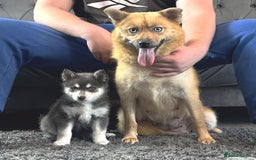 Pomsky dogs for sale: Stunning blue eyes f3 Pomsky puppies for sale - Advert 29